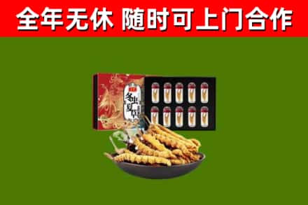 榆树回收冬虫夏草价格