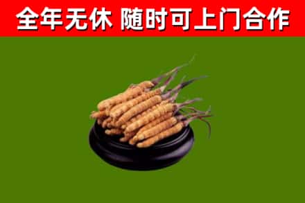 榆树回收散虫草
